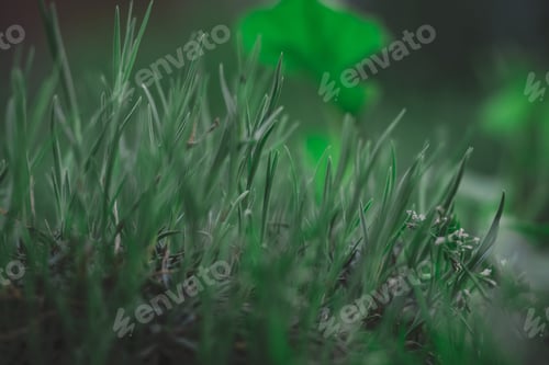 Preview: Green sprouts of carnation in the garden, selective focus