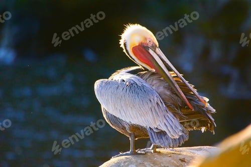 Preview: Beautiful colorful pelican preening herself on top of the La Jolla Sea Caves and the ocean
