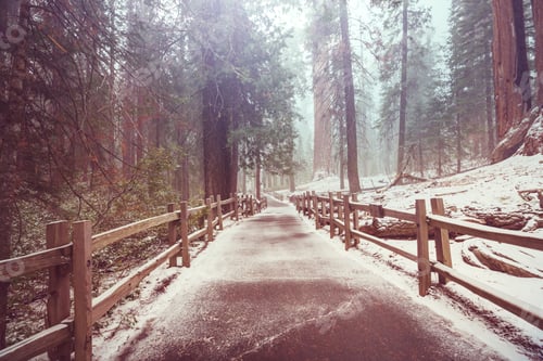 Preview: Sequoia