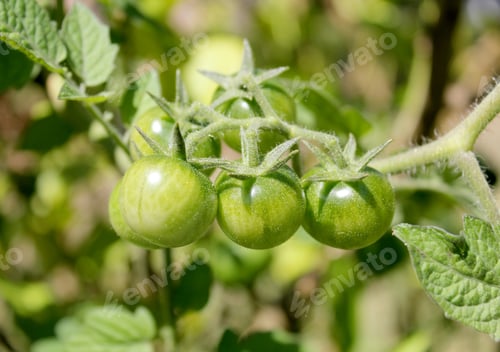 Preview: Young green cherry tomatoes on the vine