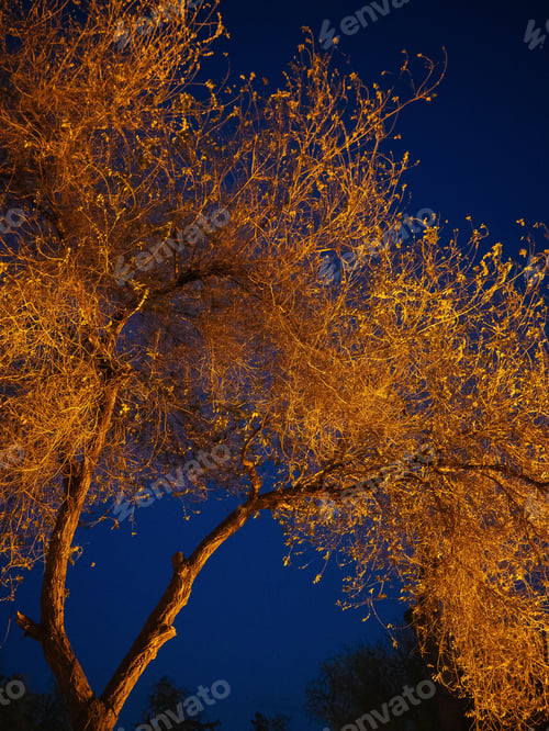 Preview: Gold illuminated tree in night
