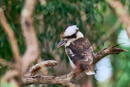 Preview: Kookaburra perched on a tree branch in its natural habitat on blurred background