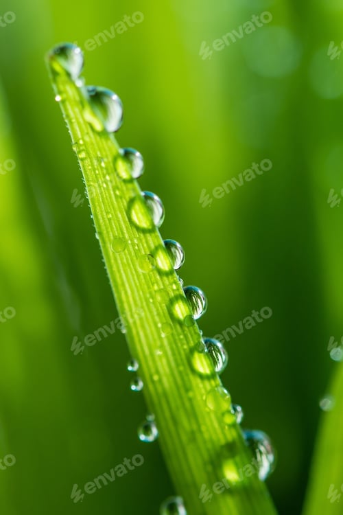 Preview: Wet spring green grass backround with dew lawn natural