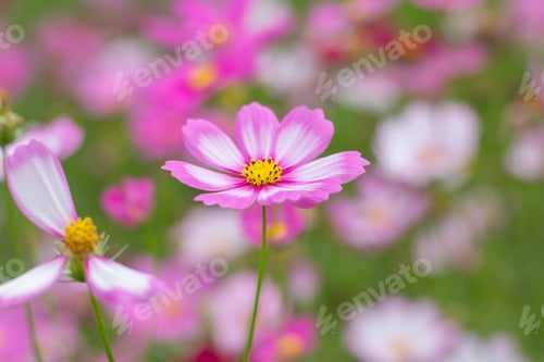 Preview: Cosmos flower in close up garden