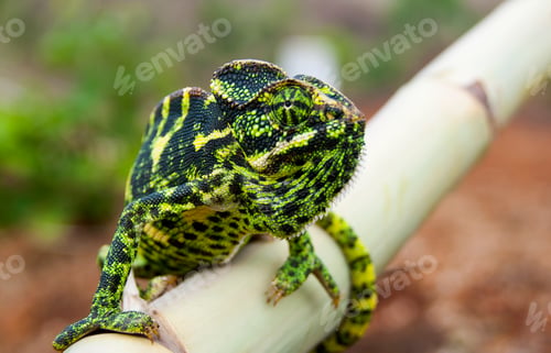 Preview: The Indian Chameleon, Chamaeleo zeylanicus in the forest.