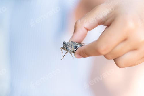 Preview: kid hand holding cicada flying chirping insect or bug or beetle. child researcher exploring animals