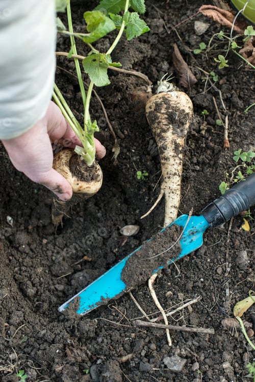 Preview: Parsnips in the garden. Woman pulls out parsnips