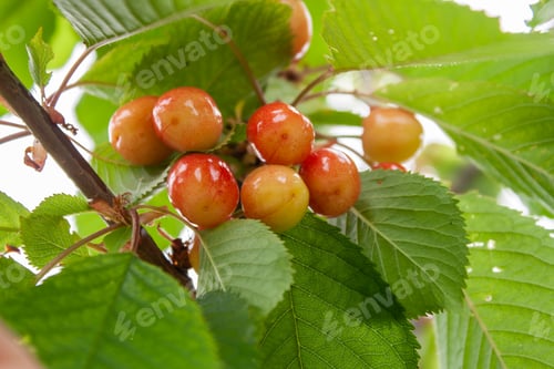 Preview: Cherries in the process of ripening on a cherry tree