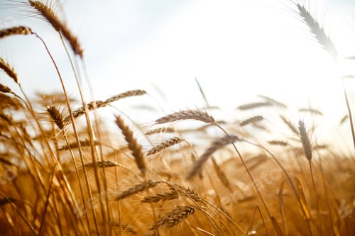 Preview: Amazing agriculture sunset landscape.Growth nature harvest. Wheat field natural product.