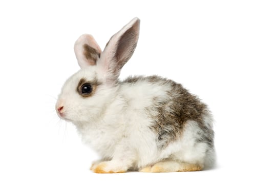 Preview: Rabbit