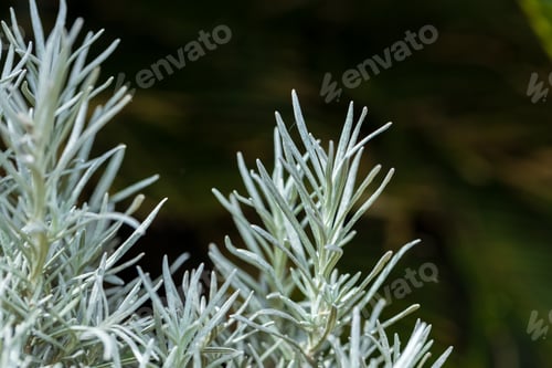 Preview: Fresh Rosemary Herb grow outdoor. Rosemary leaves Close-up.