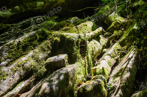 Preview: Sunlit moss-covered rocks in forest setting