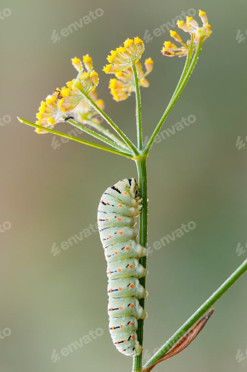 Preview: Caterpillar of common yellow swallowtail butterfly