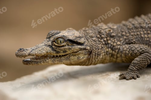Preview: Young caiman