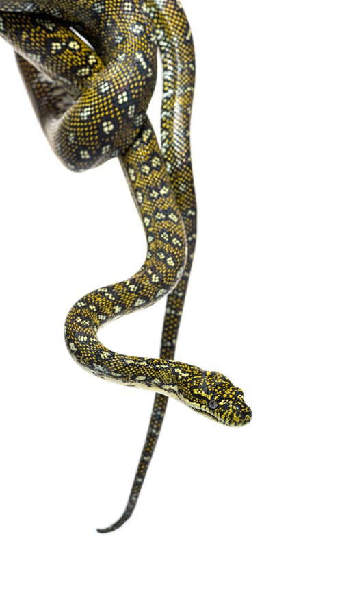 Preview: Diamond python,snake hanging in the air, Morelia spilota spilota