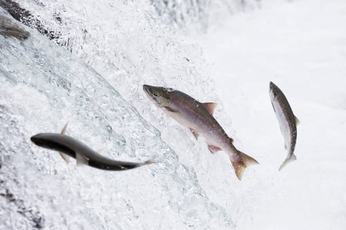Preview: USA, Alaska, Katmai Nationalpark, King Salmon, Brooks Falls, Salmon run
