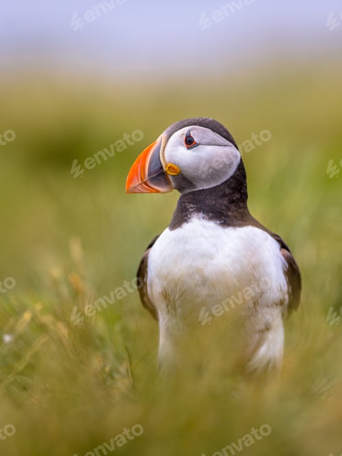 Preview: Puffin in grass