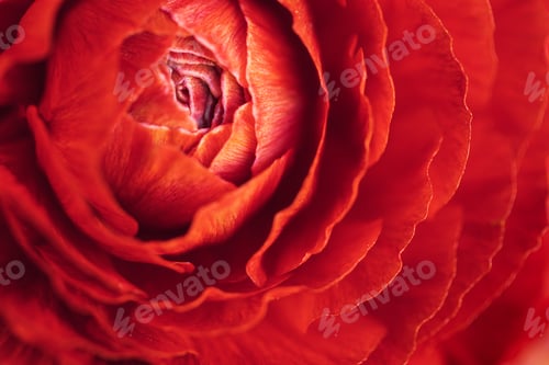 Preview: Close-up of beautiful red buttercup close-up on red background.