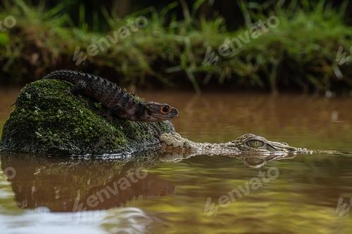 Preview: Lizard and crocodile coexisting in wetland habitat