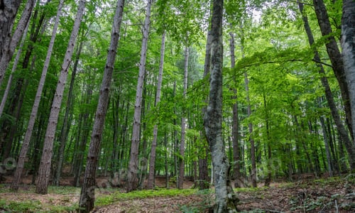 Preview: Beech tree in forest background. Dense nature landscape, fir, spruce tree, under view. Space