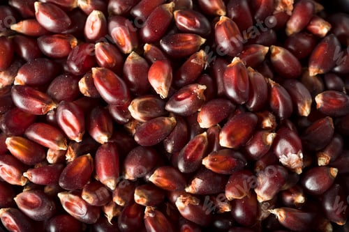 Preview: Raw Organic Ruby Red Pop Corn