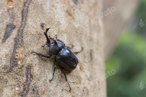 Preview: Rhinoceros beetles on the tree trunk