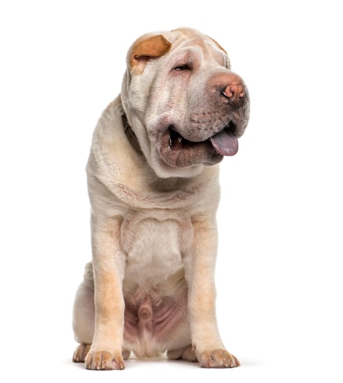 Preview: Shar Pei, 5 months old, sitting in front of white background