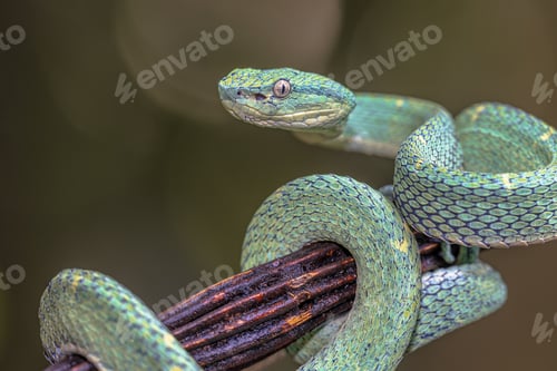 Preview: Side striped Palm Viper on branch