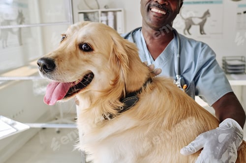 Preview: Vet doctor caring about retriever
