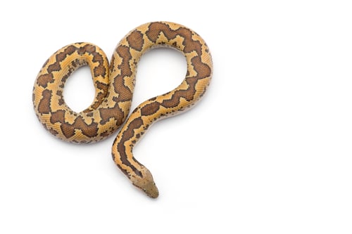 Preview: Kenyan sand Boa isolated on white background