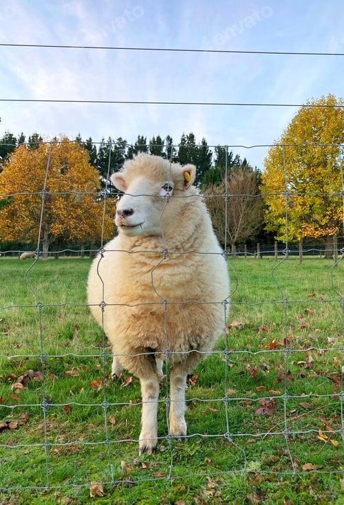 Preview: Cute sheep in a farm near Wellington, New Zealand