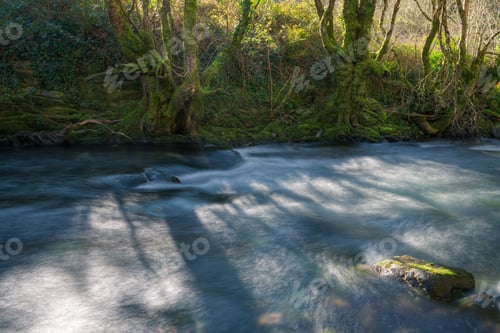 Preview: Ancient chestnut trees next to the cold winter waters of a river