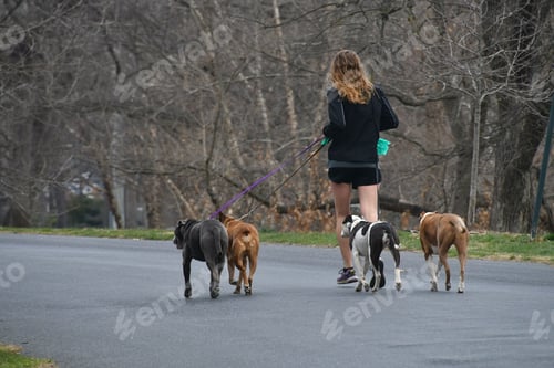 Preview: Female jogger walking dogs while running for exercise. Dog walker