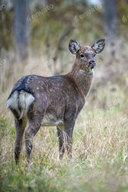 Preview: Young majestic red deer stag in Autumn Fall