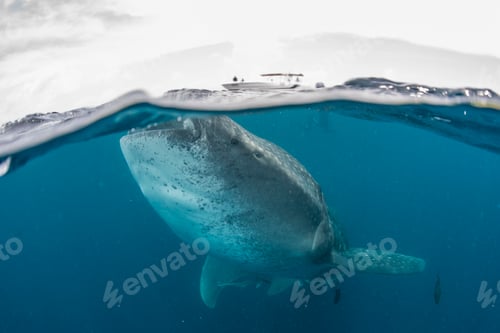 Preview: Whale shark (Rhincodon Typus) swimming near surface of water, Contoy Island, Mexico