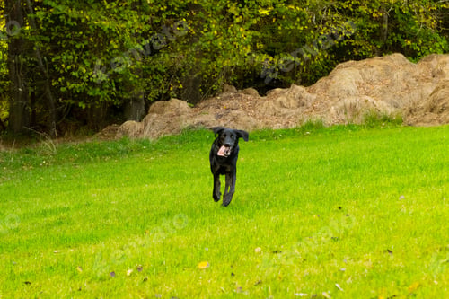 Preview: Black Labrador retriever runs joyfully on a grassy hill, surrounded by lush green forest