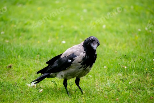 Preview: Solitary hooded crow (Corvus cornix) standing in a lush green field