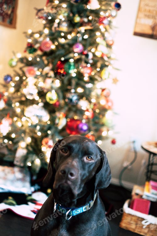 Preview: Adorable Dog Sits Patiently by Christmas Tree