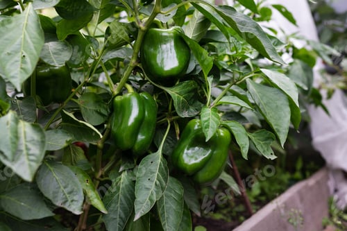 Preview: Green pepper on a garden. Green pepper grows on a bed in a greenhouse