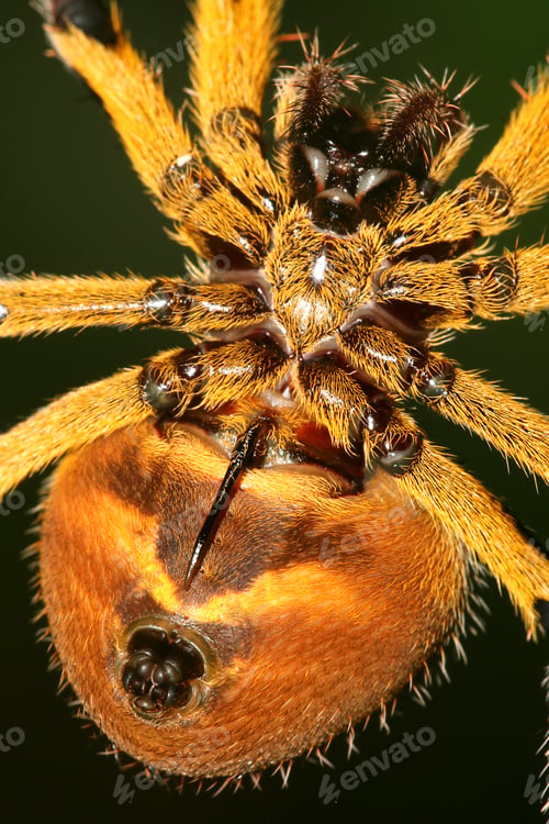 Preview: Spyder, Tropical Rainforest, Napo River Basin, Amazonia, Ecuador, South America, America