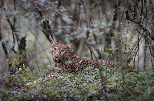 Preview: Solitary leopard lies in a dense forest.