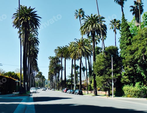 Preview: California style street with tall palm trees on a sunny day, early morning no traffic, roads
