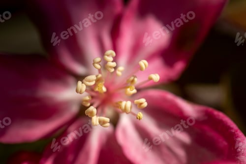 Preview: Pink flower close up