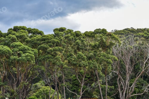 Preview: Windblown trees at Murramarang National Park, foreshadow a rainstorm.