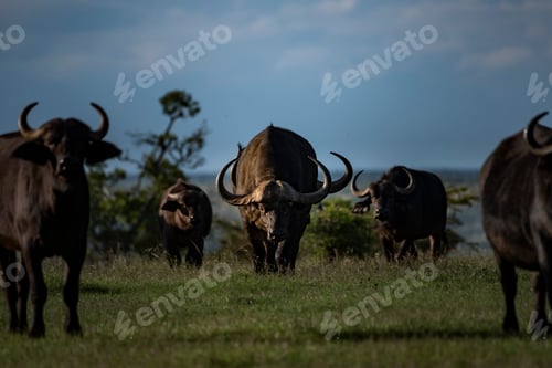 Preview: African Buffalo (Syncerus caffer aka Cape Buffalo) at El Karama Ranch, Laikipia County, Kenya