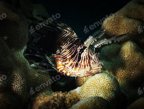 Preview: Amazing underwater world, Underwater world scene.