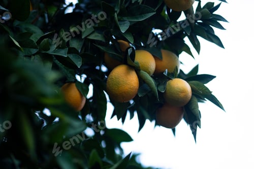 Preview: Close-up of a lush citrus tree with vibrant, ripening oranges growing on its branches