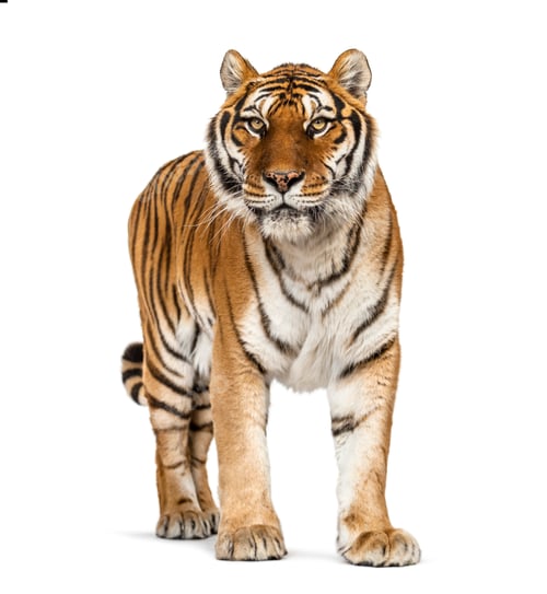 Preview: Tiger isolated