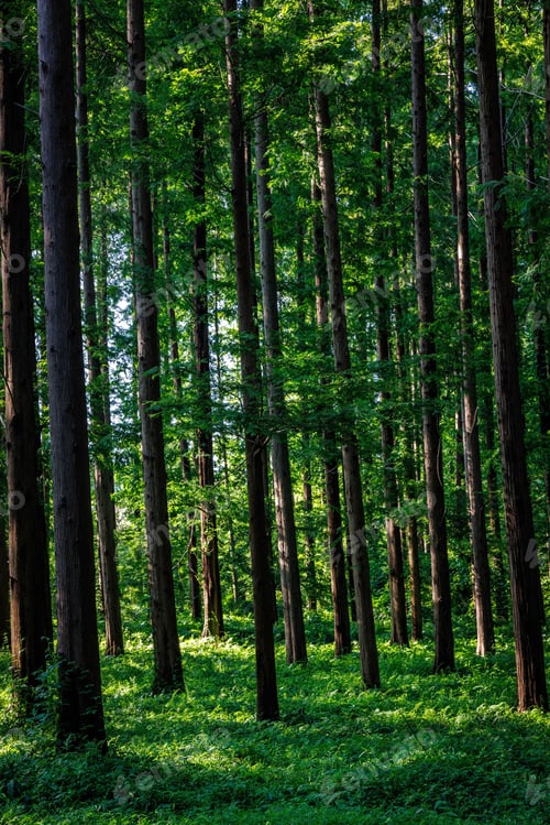 Preview: Sunlight filtering through lush green leaves in a dense forest