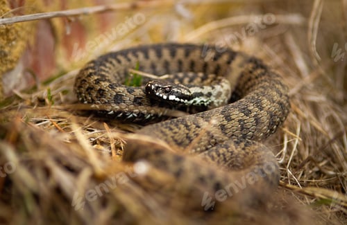 Preview: Toxic common viper lying on the ground in autumn